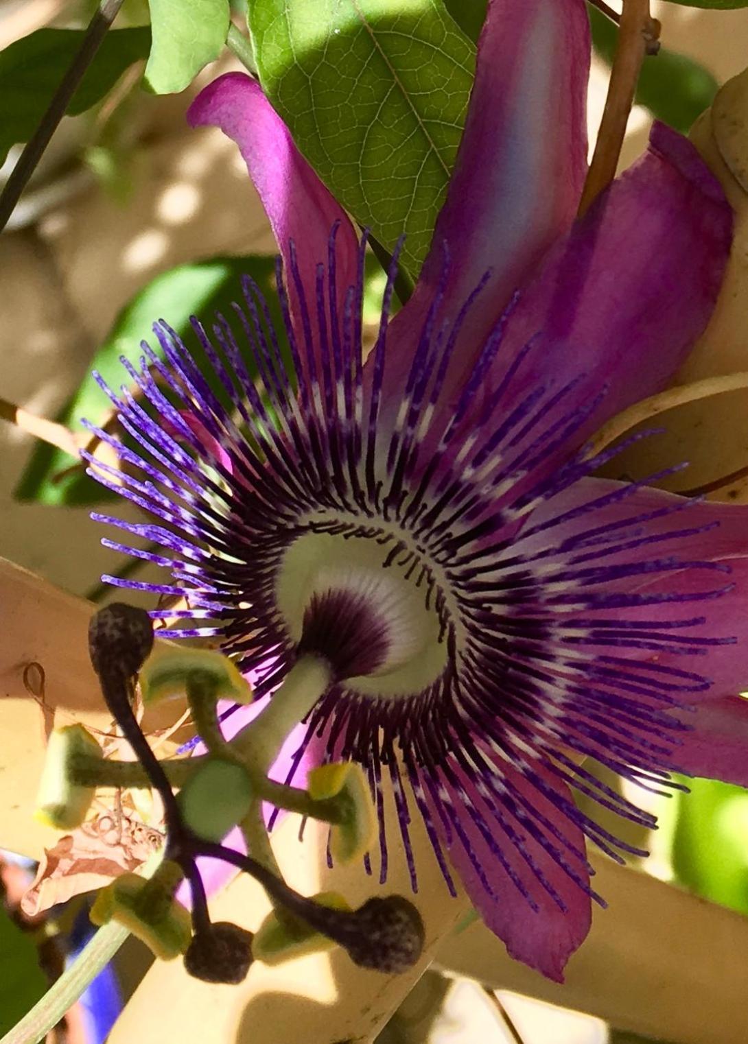 Xagħra Botanica B&B מראה חיצוני תמונה