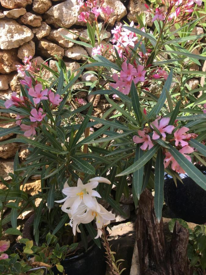Xagħra Botanica B&B מראה חיצוני תמונה