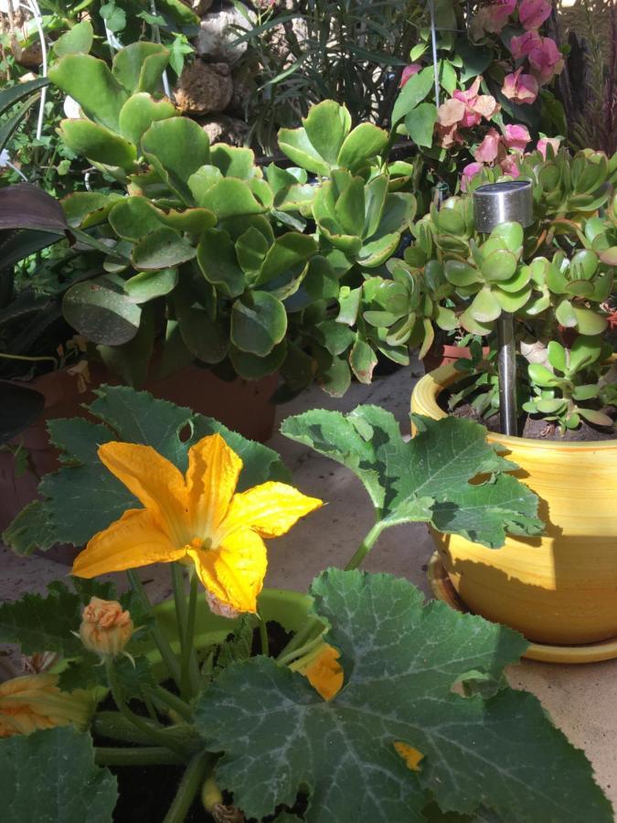 Xagħra Botanica B&B מראה חיצוני תמונה